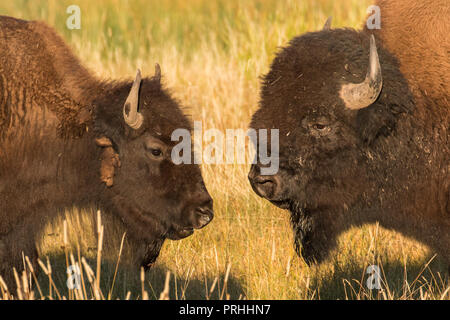 Bull e cow bison all'alba nel Parco Nazionale di Yellowstone. Foto Stock