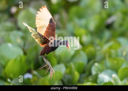 Adulto wattled jacana, Jacana jacana, in volo, Pouso Alegre Fazenda, Mato Grosso, Brasile. Foto Stock