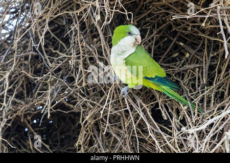 Un adulto monaco parrocchetto, Myiopsitta monachus, Pousado Alegre, Mato Grosso, Brasile. Foto Stock