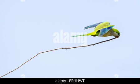 Un adulto monaco parrocchetto, Myiopsitta monachus, in volo con materiale di nido. Pousado Alegre, in Brasile. Foto Stock