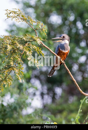 Una femmina adulta di inanellare kingfisher, Megaceryle torquata, Porto Jofre, Mato Grosso, Brasile. Foto Stock