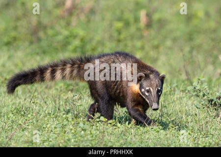 An adult South American coati, Nasua nasua, Pouso Alegre Fazenda, Mato Grosso, Brazil. Foto Stock