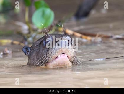 Il gigante per adulti Lontra di fiume nuoto, Pteronura brasiliensis, vicino a Puerto Jofre, Mato Grosso, Pantanal, Brasile. Foto Stock