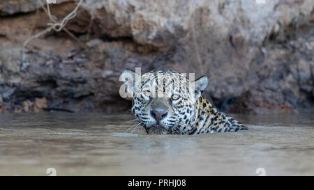 Femmina adulta Jaguar (Panthera onca), nuoto lungo la riva del fiume Rio Tres Irmao, Mato Grosso, Brasile. Foto Stock