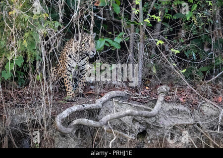 Una selvaggia femmina adulta jaguar, Panthera onca, al crepuscolo, Rio Cuiabá, Mato Grosso, Brasile. Foto Stock