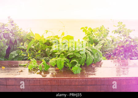 Naturale cespugli verdi foglie fresche nella luce del sole in autunno. Bright ricco background messa a fuoco selettiva tonificante Foto Stock