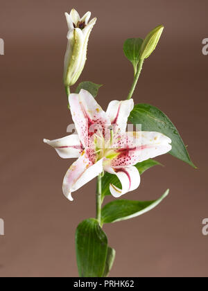 Lillium, fiore di giglio shot in studio Foto Stock