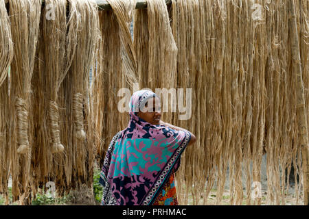 Una donna si asciuga le fibre di iuta a Modhukhali in Faridpur, Bangladesh. Foto Stock