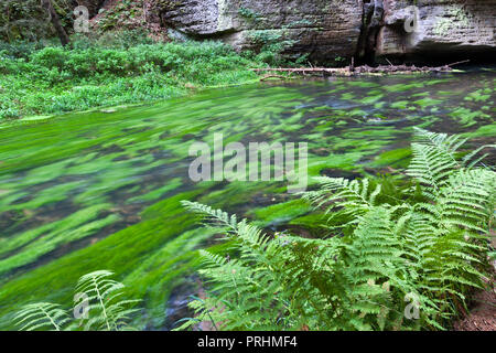 Dolský mlýn, řeka Kamenice, Jetřichovice, národni park České Švýcarsko, Česká republika / Dolsky mulino sul fiume Kamenice, Jetrichovice regione, Cz Foto Stock