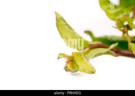 Il Malabar organico spinaci isolati su sfondo bianco Foto Stock