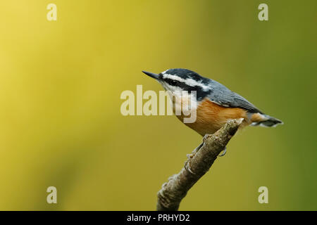 Maschio rosso-breasted picchio muratore (Sitta canadensis) appollaiato su un ramo morto - Ontario, Canada Foto Stock