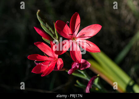 I fiori di un flag di cremisi lily 'primari' (Hesperantha coccinea 'primari') Foto Stock