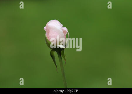 Una graziosa rosa rosebud su un naturale sfondo verde i petali sono di partenza per distendere per rivelare una perfetta rose Foto Stock