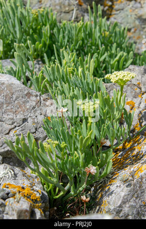 Rock Samphire (Crithmum maritimum) e Mare parsimonia (Armeria maritima) sul cuscino di lava affioramenti di roccia, Llanddwyn Bay, Anglesey Foto Stock