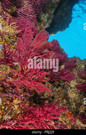 Mare Violescent-frusta di gorgonie soft coral, Paramuricea clavata, subacquea nel mare Mediterraneo, Cap de Creus, Costa Brava, Spagna Foto Stock