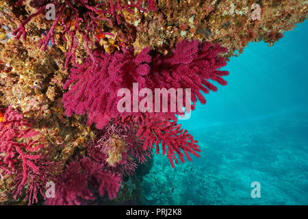 Gorgonia violescent sea-frusta Paramuricea clavata sott'acqua nel mare Mediterraneo, Cap de Creus, Costa Brava, Spagna Foto Stock