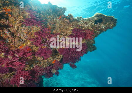 Gorgonia corallo morbido sotto roccia sott'acqua nel mare Mediterraneo, mare violescent-frusta Paramuricea clavata, Cap de Creus, Costa Brava, Spagna Foto Stock