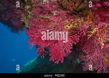 Gorgonia soft coral Paramuricea clavata sott'acqua nel mare Mediterraneo, Cap de Creus, Costa Brava, Spagna Foto Stock