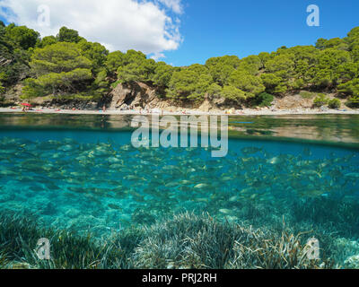 Mare Mediterraneo costa con i turisti in estate e una scuola di pesce subacquea, vista suddivisa al di sopra e al di sotto della superficie dell'acqua, spagna Costa Brava Foto Stock