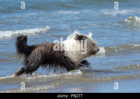 Sheepdog inglese in esecuzione in mare Foto Stock