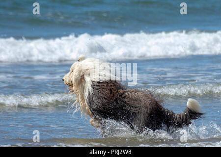 Sheepdog inglese in esecuzione in mare Foto Stock