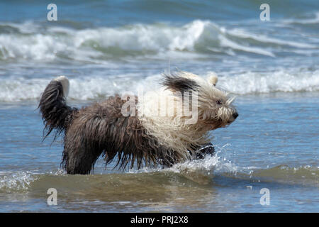 Sheepdog inglese in esecuzione in mare Foto Stock