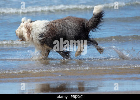 Sheepdog inglese in esecuzione in mare Foto Stock