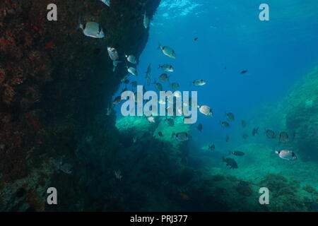 Una secca di comune a due nastrare Orate di mare Pesce Diplodus vulgaris, subacquea nel mare Mediterraneo Foto Stock