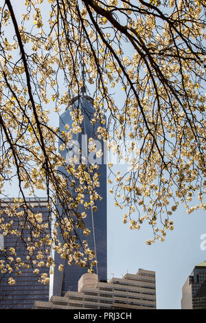 NEW YORK, NY - 22 aprile: One World Trade Center building con albero in fiore vista da Greenwich street il 22 aprile 2015 a New York City. Foto Stock