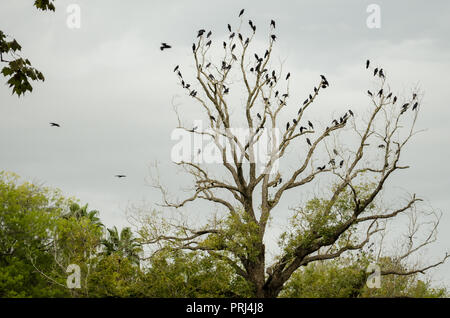 La punta di un albero sfrondato pieno di corvi neri stagione autunnale in vista dal basso. Foto Stock