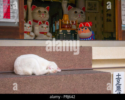 Un vero e proprio gatto è slepping in scale di Imado jinja, (santuario) a Tokyo in Giappone. Foto Stock