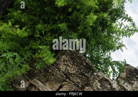 Parete di grandi pietre rotto polveroso e arrugginite, muro sul marciapiede che in fondo ha foglie verdi in un giorno nuvoloso. Foto Stock