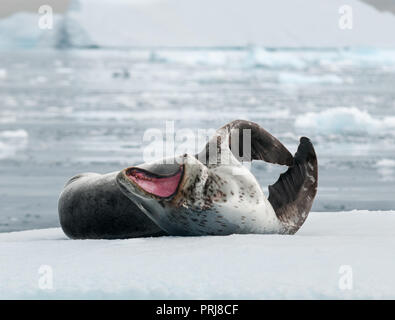 Adulto guarnizione di Leopard giacente su ghiaccio, sbadigli e graffi, Penisola Antartica Foto Stock