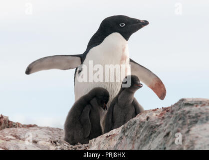 Adulto Adelie Penguin e due pulcini, Penisola Antartica Foto Stock