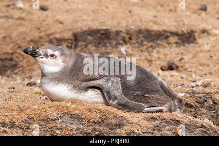 I capretti Magellanic Penguin, Saunders Island, Isole Falkland Foto Stock