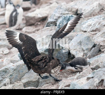 Adulto Skua marrone attaccando un pinguino Gentoo pulcino, Danco Island, Penisola Antartica Foto Stock