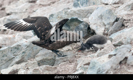 Adulto Skua marrone attaccando un pinguino Gentoo pulcino, Danco Island, Penisola Antartica Foto Stock