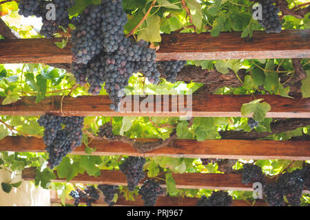 Ripe rosso grappoli di uva appeso su travi in legno , vitigni Foto Stock