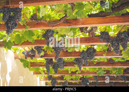 Mature colorato vitigno appeso su una trave di legno nella tradizionale cantina . Foto Stock