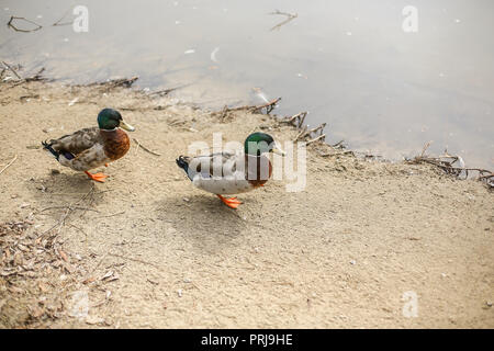 Due anatre, germani reali, stand, camminare lungo la riva, spiaggia di sabbia lungo il lago, il serbatoio, il fiume nel pomeriggio su un soleggiato, freddo giorno d'inverno Foto Stock