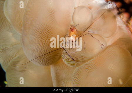 Bolla di gamberi di corallo, Vir philippinensis, Palaemonidae sulla bolla corallo Plerogyra sinuosa, Anilao, Batangas, Filippine, Oceano Pacifico, in Asia Foto Stock