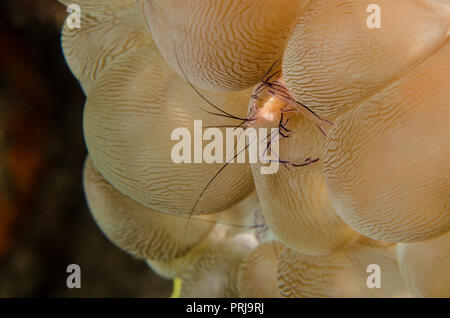 Bolla di gamberi di corallo, Vir philippinensis, Palaemonidae sulla bolla corallo Plerogyra sinuosa, Anilao, Batangas, Filippine, Oceano Pacifico, in Asia Foto Stock