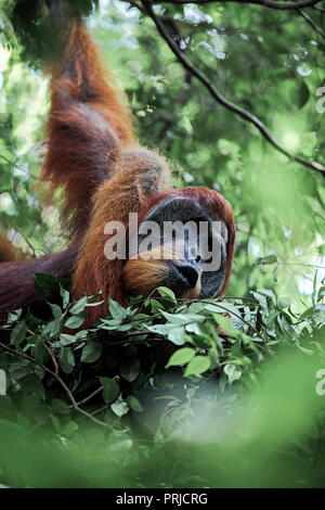 Maschio orangutan di Sumatra (Pongo abelii) nel giorno nido a Gunung Leuser National Park Foto Stock