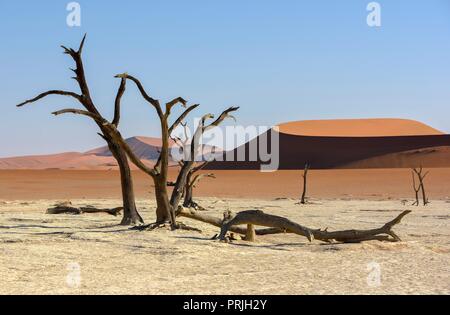 Morto alberi camelthorn (Acacia erioloba) in Deadvlei, Namib Desert, Namib-Naukluft National Park, Namibia Foto Stock