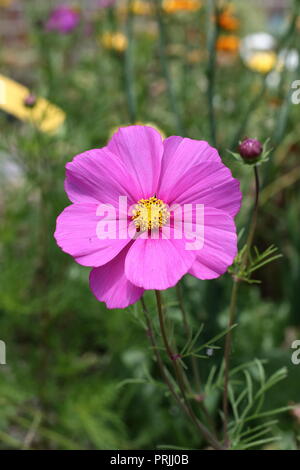 Close up Hot Pink Cosmos bipinnatus o noto come Aster messicano, tagliare il cosmo di foglia in piena fioritura Foto Stock