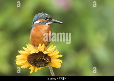 Common kingfisher (Alcedo atthis) si siede sul girasole (Helianthus annuus), Hesse, Germania Foto Stock