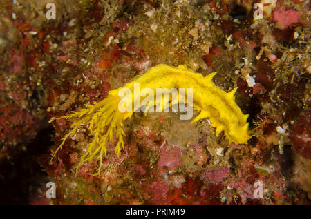 Giallo mare cetriolo, Colochirus robustus, Cucumariidae, Anilao, Batangas, Filippine, Mare delle Filippine, Oceano Pacifico, in Asia Foto Stock