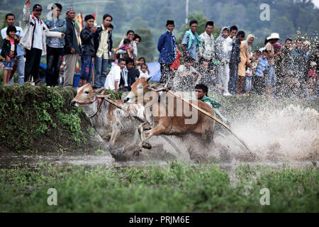 Vacca Minangkabau racing in allagato risone a ovest di Sumatra, Indonesia Foto Stock