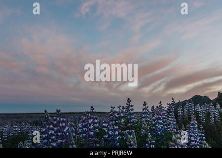 Prato con viola Fiori di lupino sotto il cielo drammatico in Islanda Foto Stock