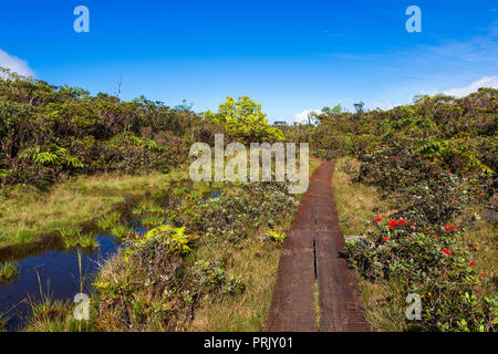 Il Boardwalk sull'Alakai Swamp Trail, Kokee State Park, Kauai, Hawaii USA Foto Stock